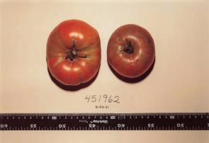 Click for 1 image(s) for this accession. FRUIT